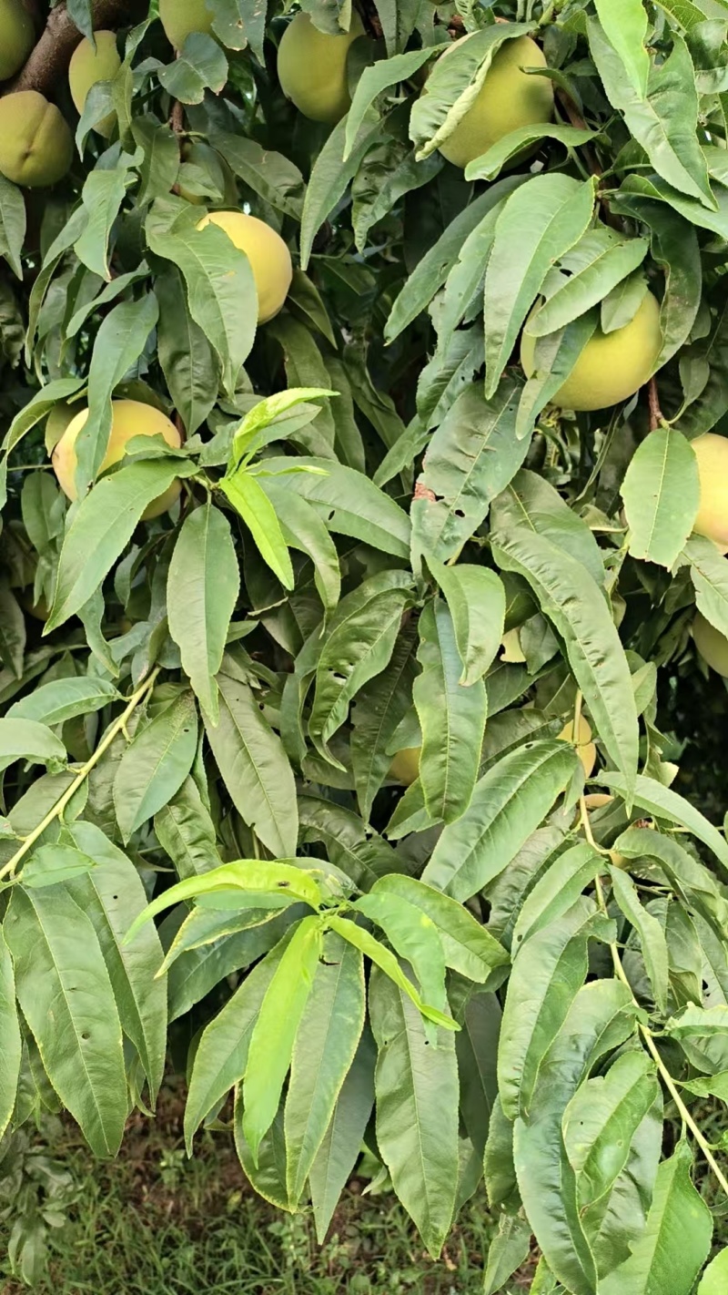 北京十四罐头桃二两半以上大量有货离核发白电话联系价格不贵