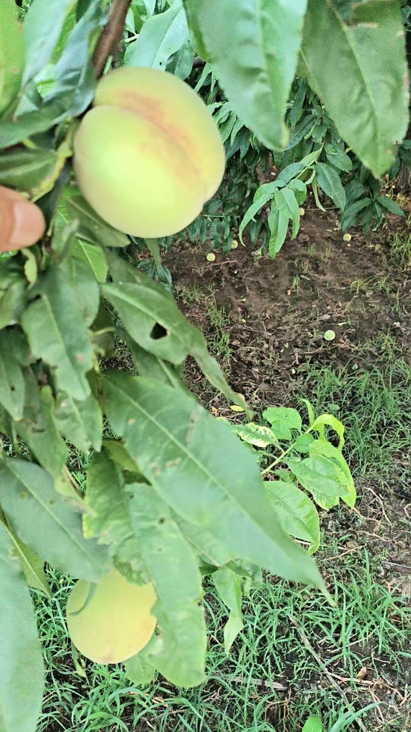 北京十四罐头桃二两半以上大量有货离核发白电话联系价格不贵