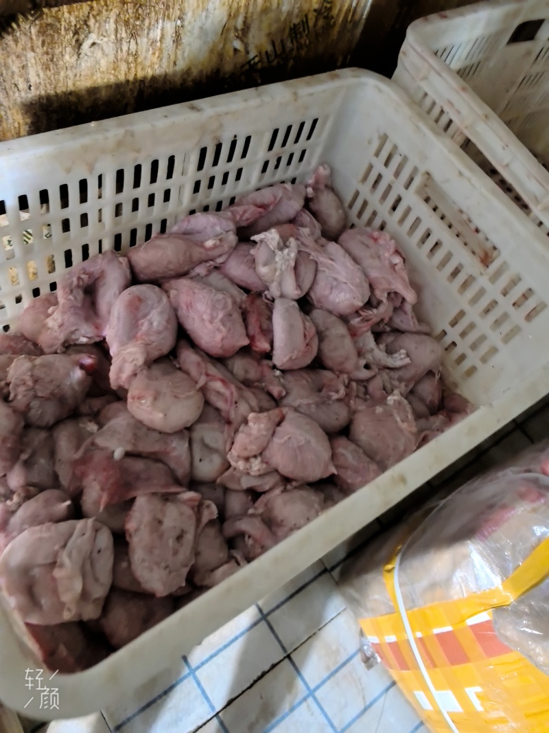 母猪小肚