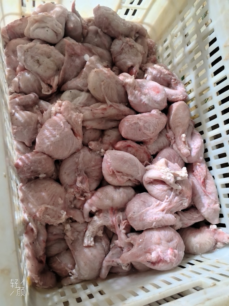 母猪小肚