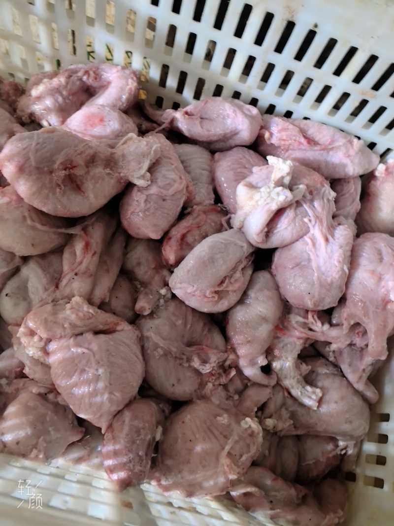 母猪小肚