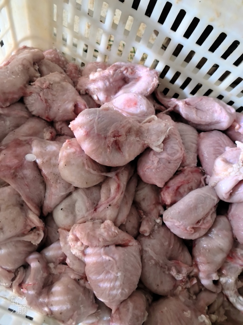 母猪小肚