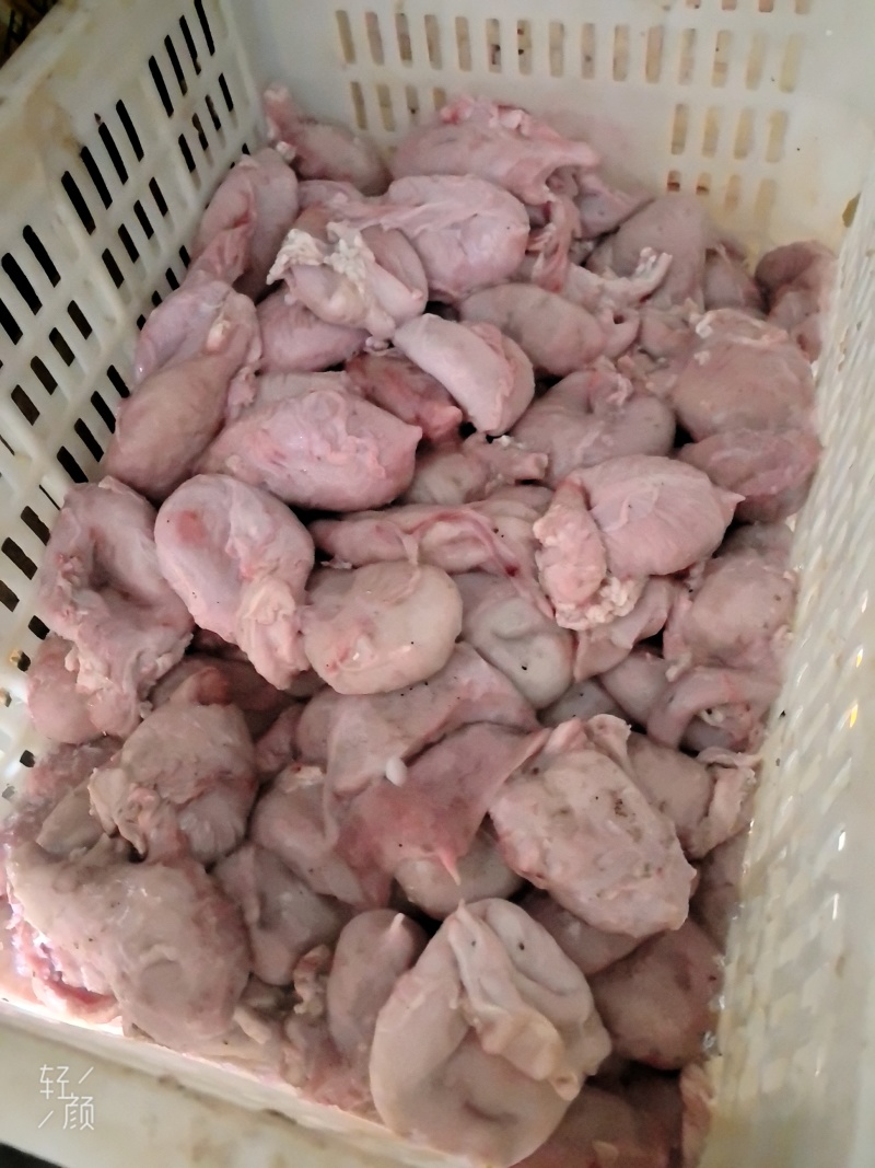 母猪小肚