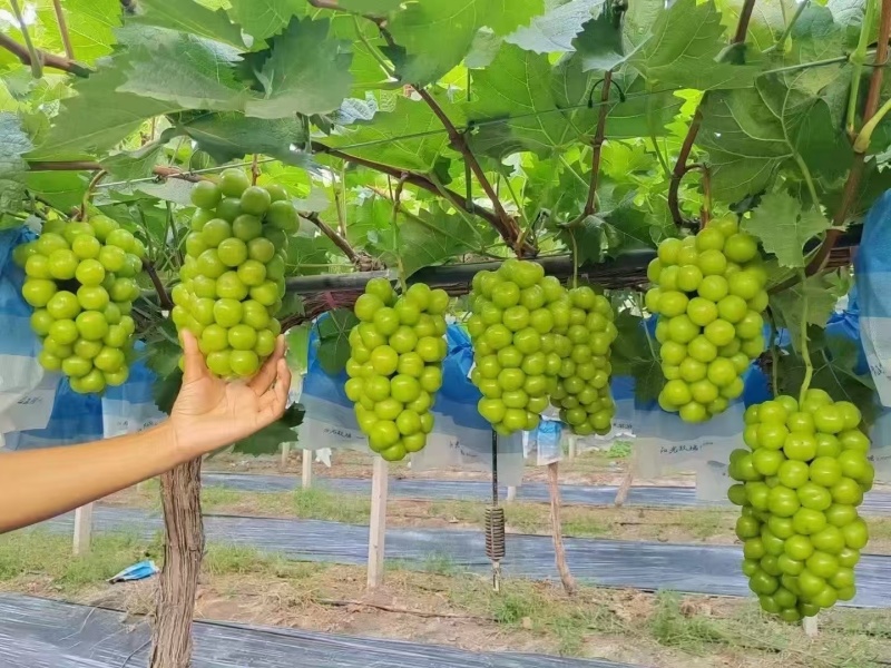 葡萄