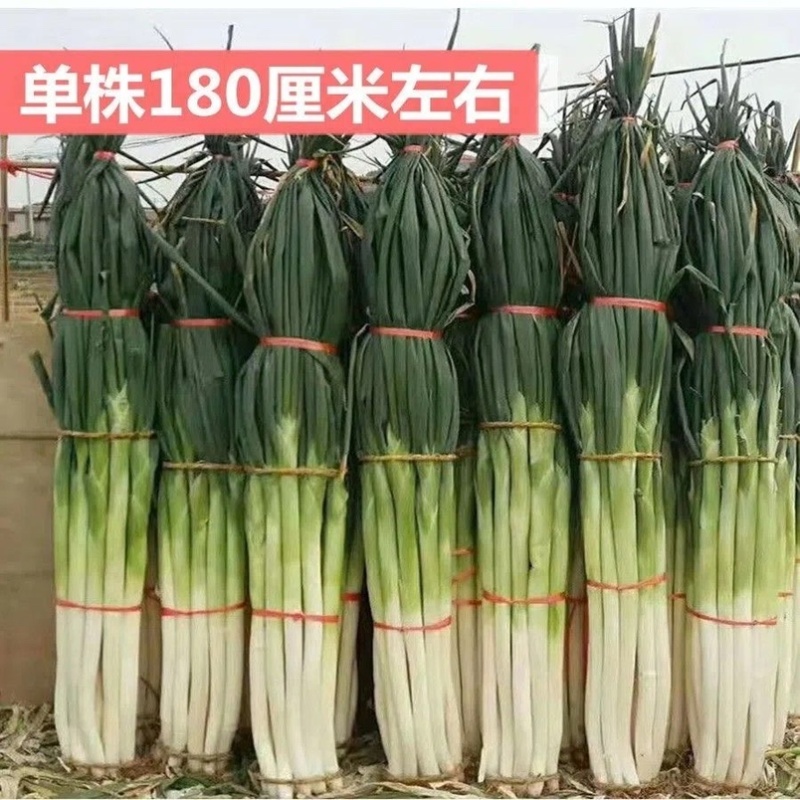 高巨白大将军章丘大葱种子章丘铁杆大梧桐大葱种籽基地用