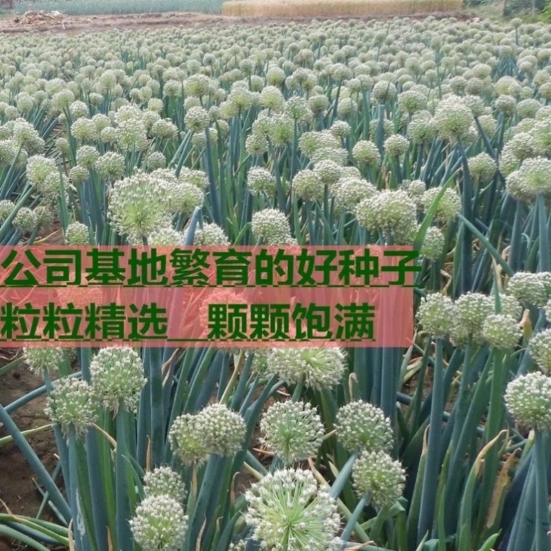 高巨白大将军章丘大葱种子章丘铁杆大梧桐大葱种籽基地用