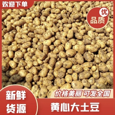 精品黄心土豆一手货，对接，各大市场，商超，加工厂全国发货