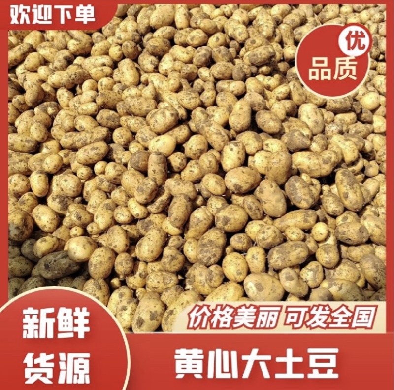 精品黄心土豆一手货，对接，各大市场，商超，加工厂全国发货