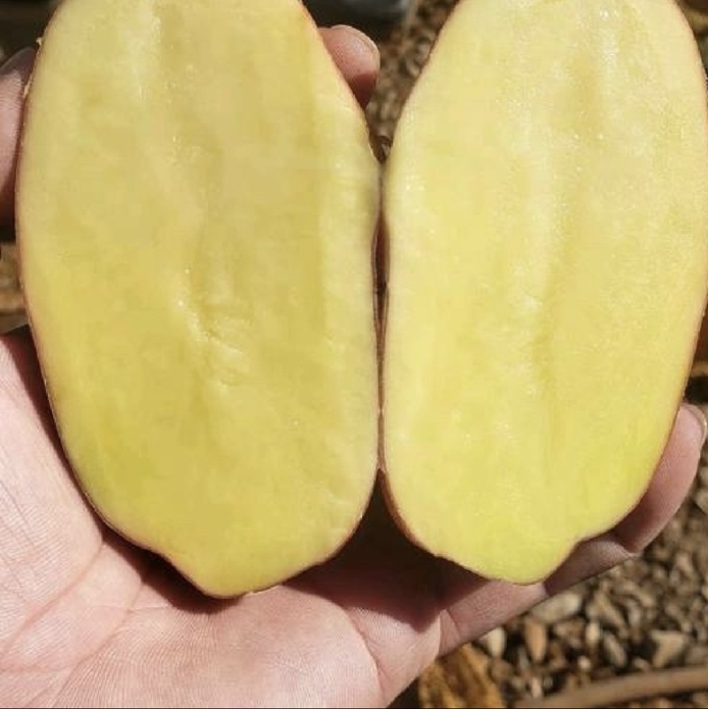 精品黄心土豆一手货，对接，各大市场，商超，加工厂全国发货