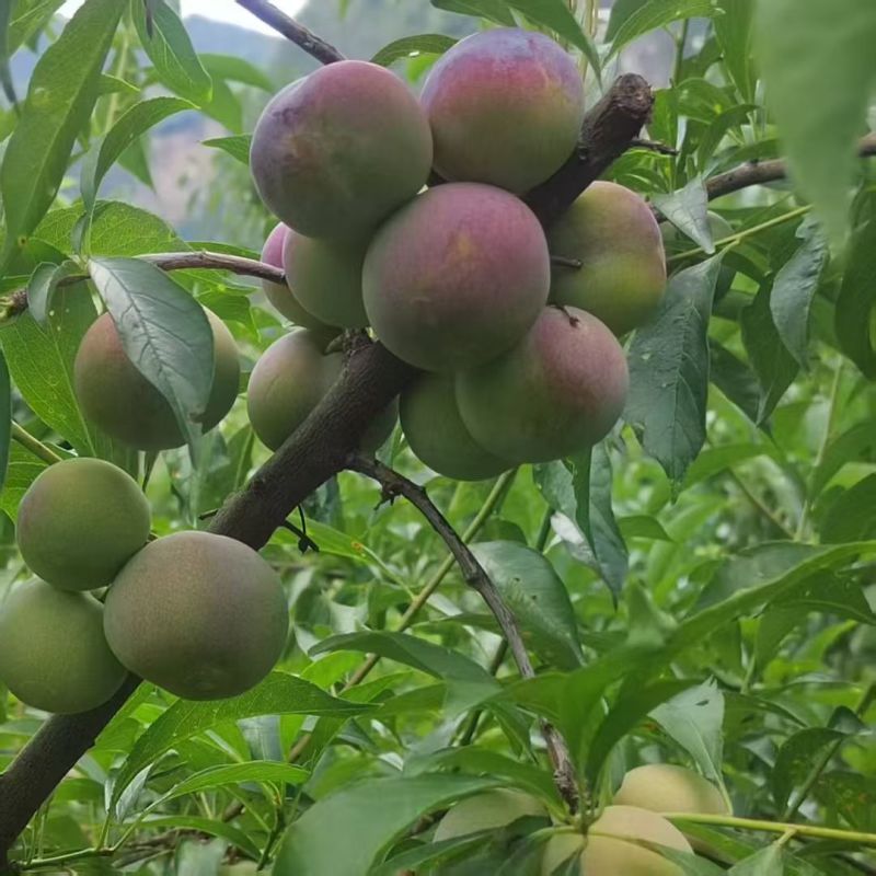 半边红，脆，甜，脱骨，大量有货