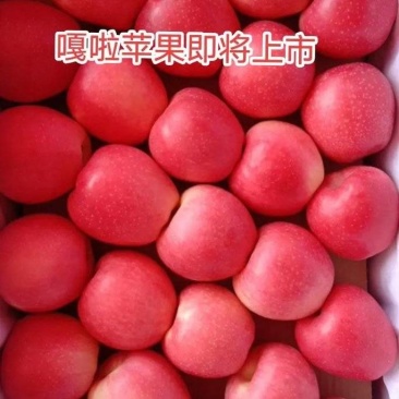 陕西礼泉县嘎拉苹果，大量供应，产地直发，货源充足