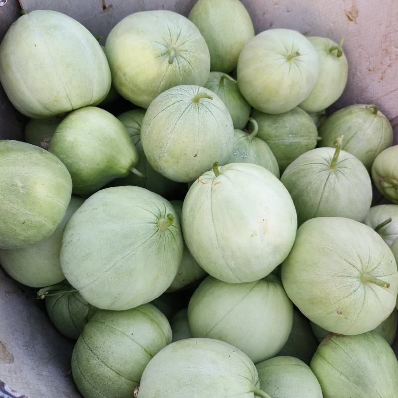 头茬绿宝甜瓜