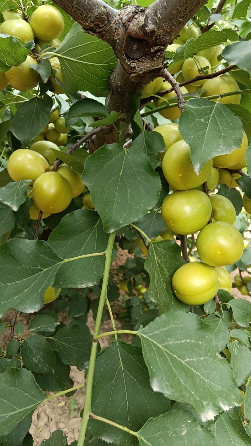 产区代办各种水果，毛桃，油桃，苹果，西梅