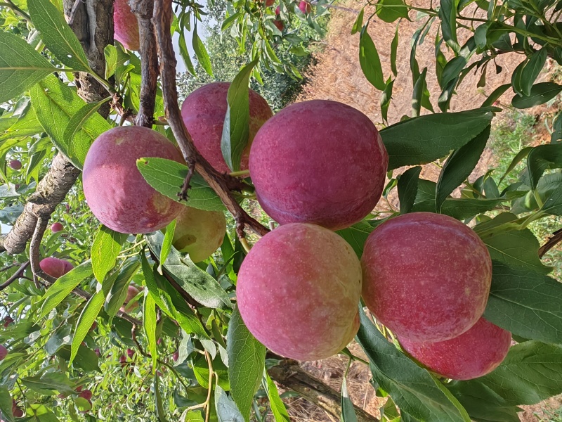 金丝索李子