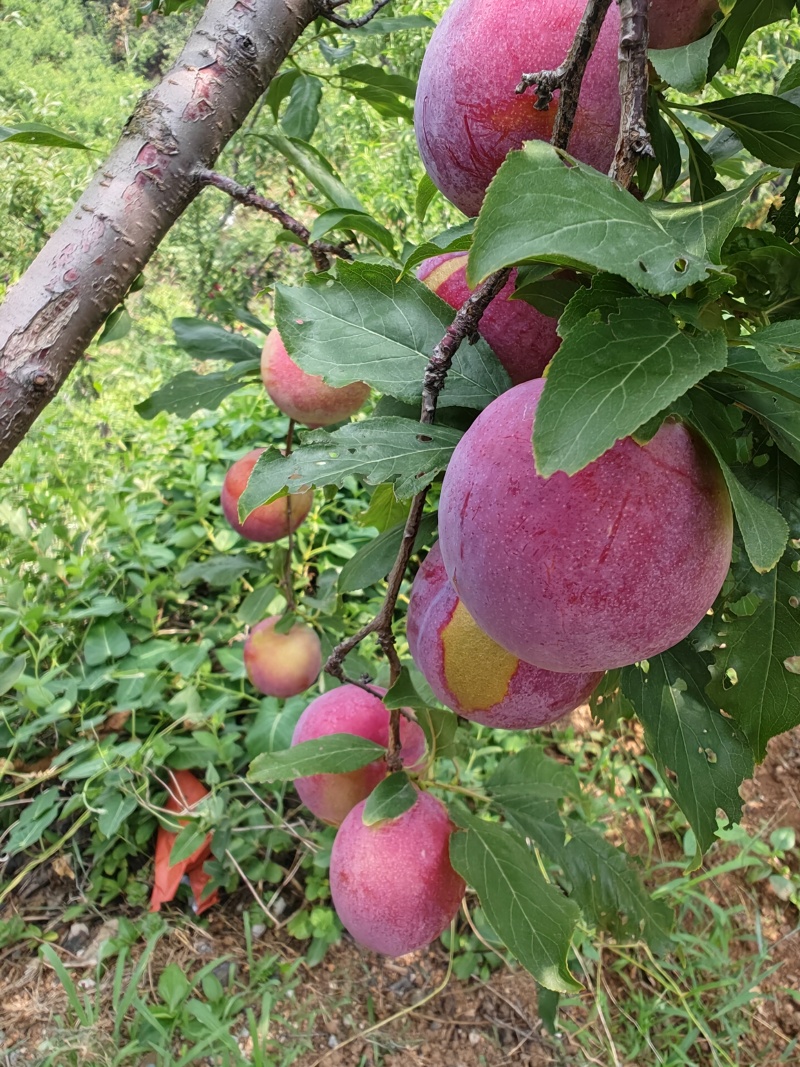 金丝索李子