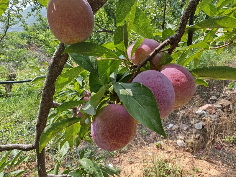 金丝索李子