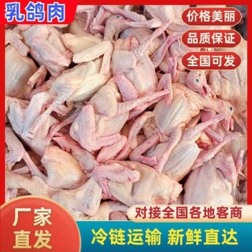 新鲜乳鸽肉冰鲜鸽保温加冰全国冷链发货产地发