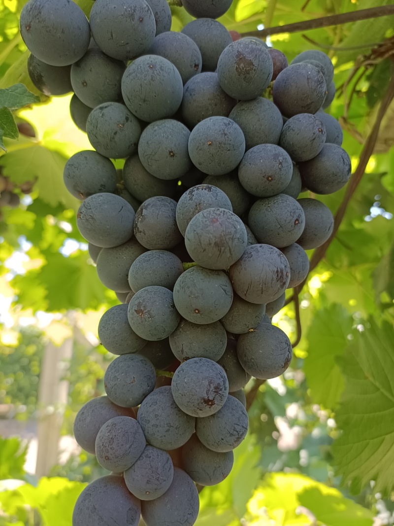 新疆夏黑葡萄