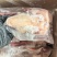 新鲜乳鸽肉冰鲜鸽保温加冰全国冷链发货产地发
