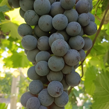 新疆夏黑葡萄