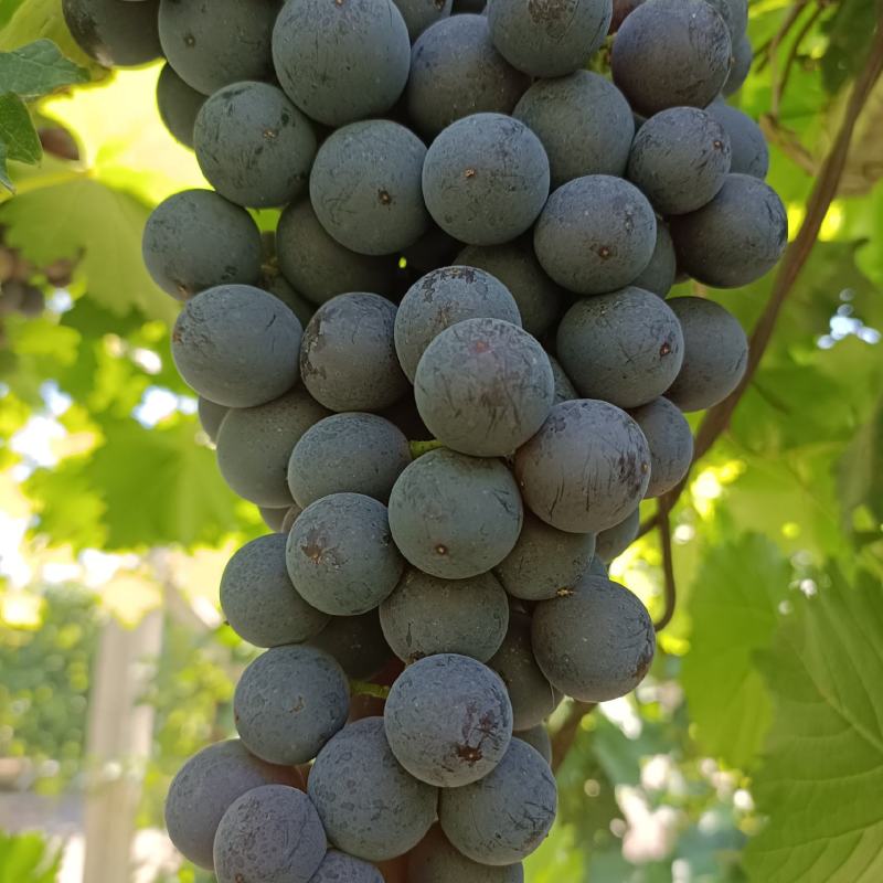 新疆夏黑葡萄