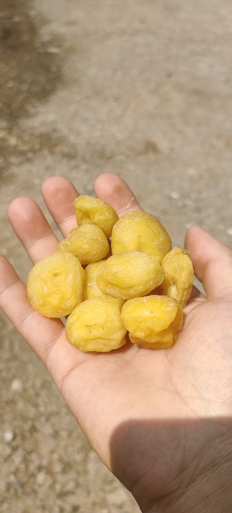 2025新货干土豆块干洋芋果果土豆干农户太阳嗮干一手货源