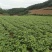 云南高山凉薯