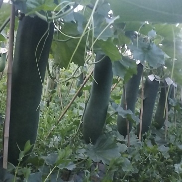 500亩黑皮吊冬瓜基地直供，