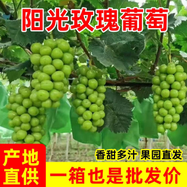 产地直供河北石家庄阳光玫瑰对接电商线下批发市场诚信代办