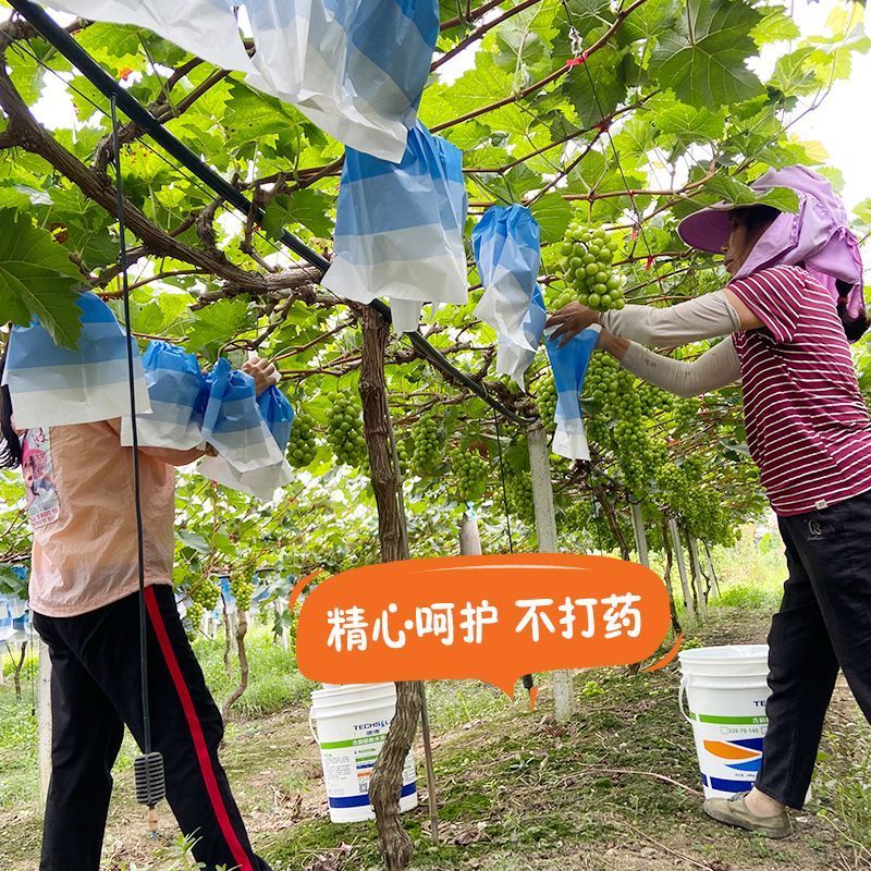 产地直供河北石家庄阳光玫瑰对接电商线下批发市场诚信代办