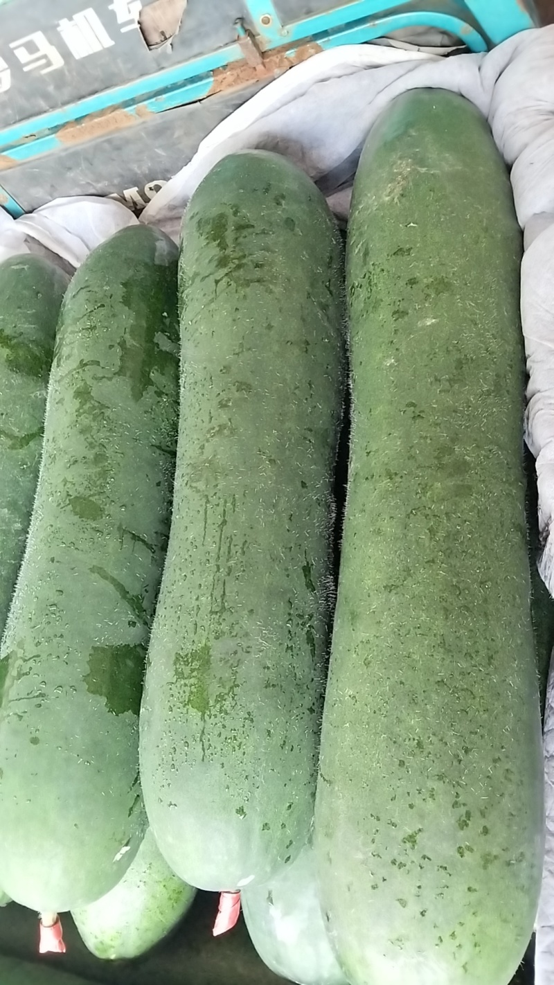 500亩黑皮吊冬瓜基地直供，