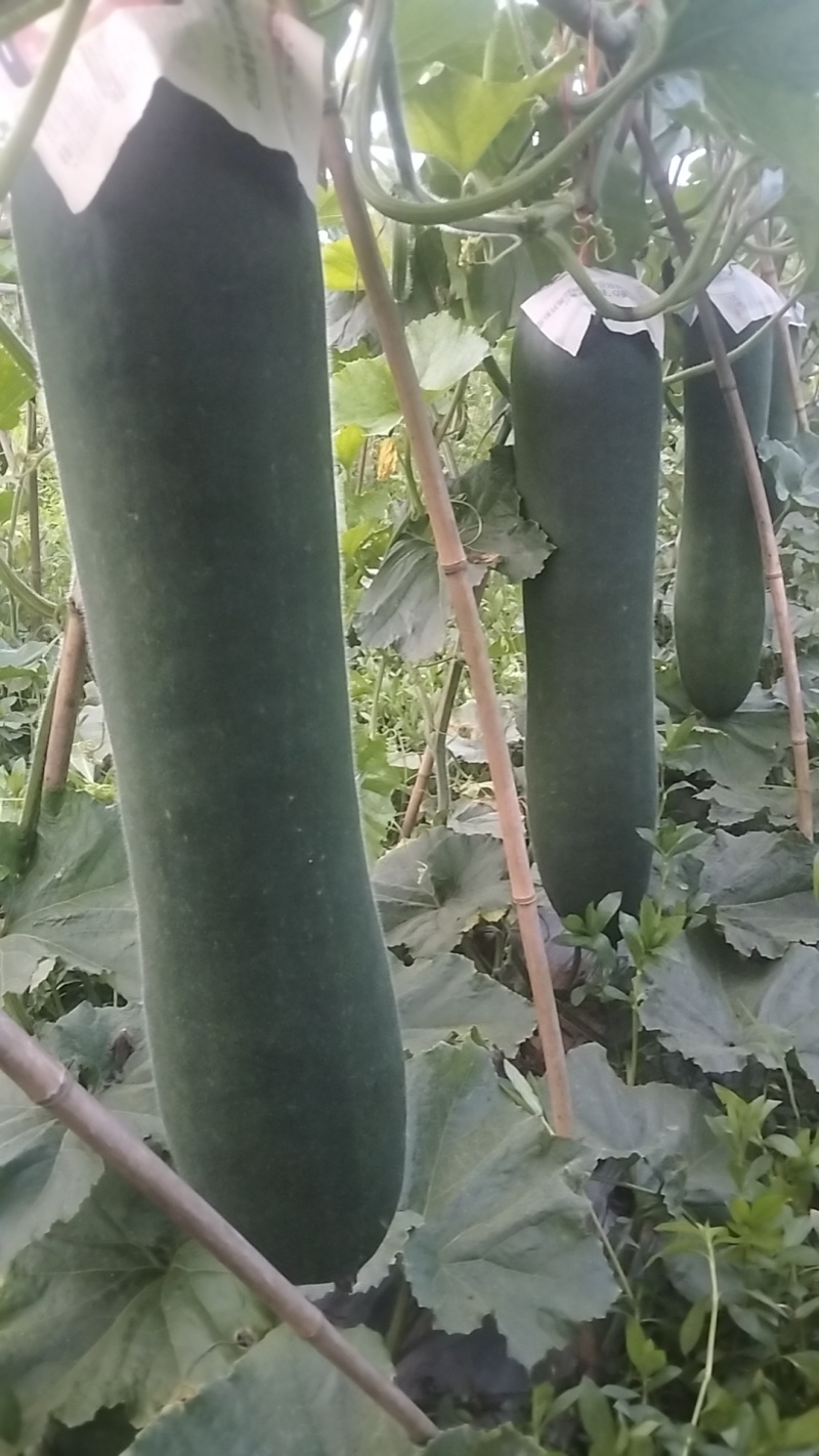 500亩黑皮吊冬瓜基地直供，