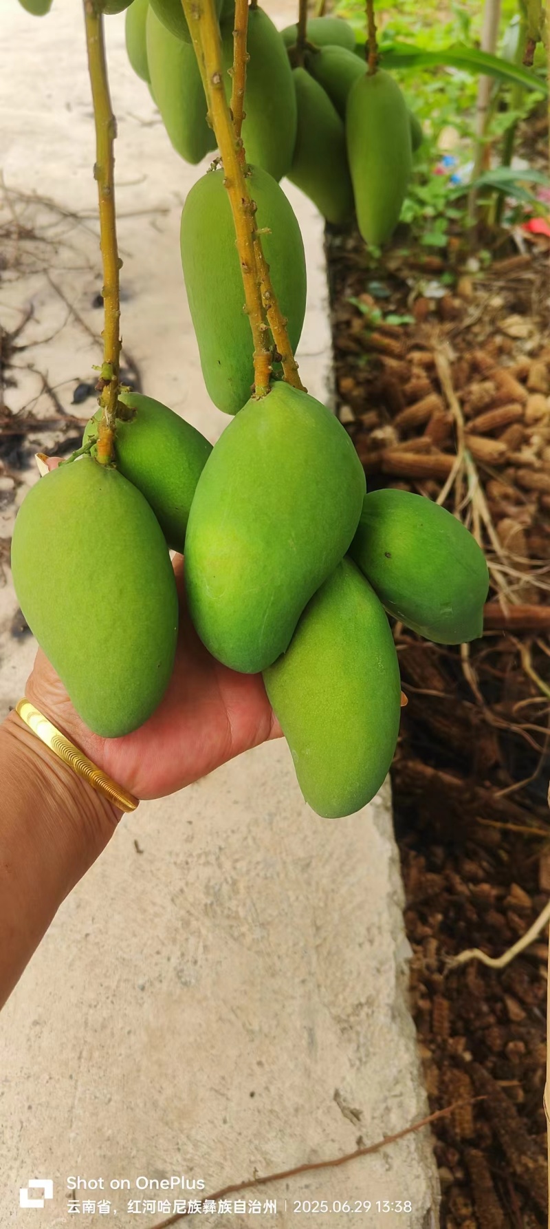 台农芒果电商货