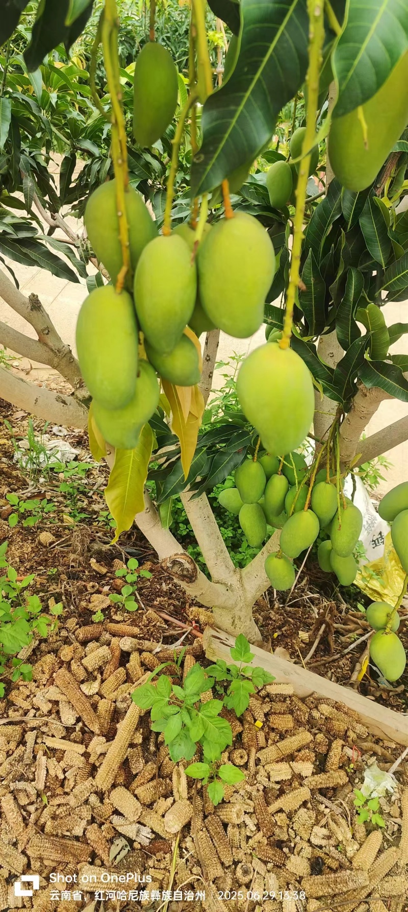 台农芒果电商货