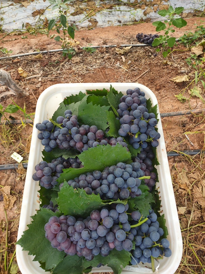 夏黑葡萄