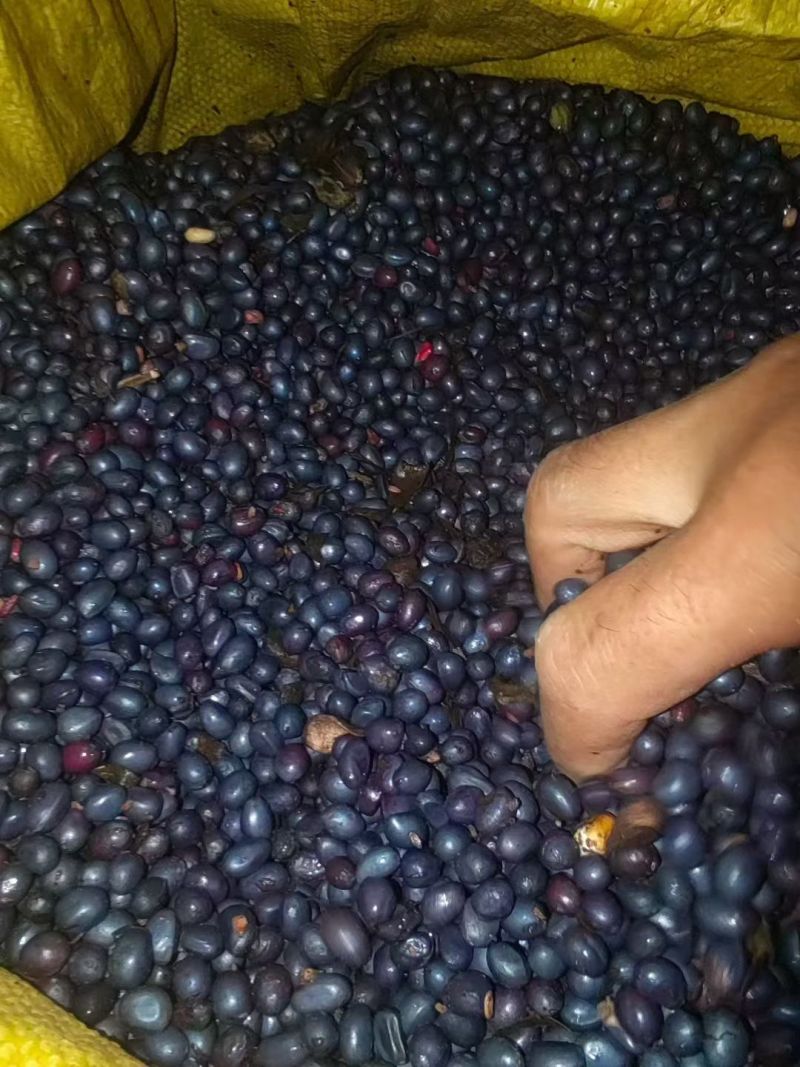 甘肃紫斑牡丹籽