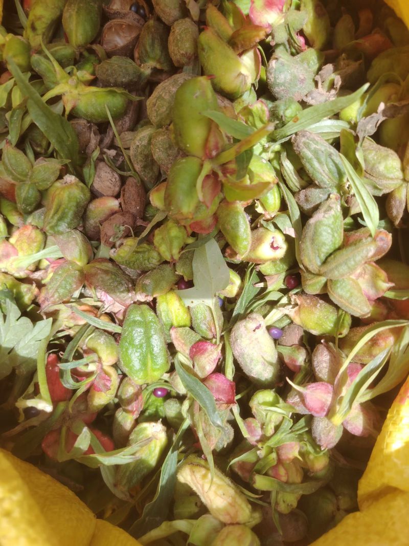 甘肃紫斑牡丹籽