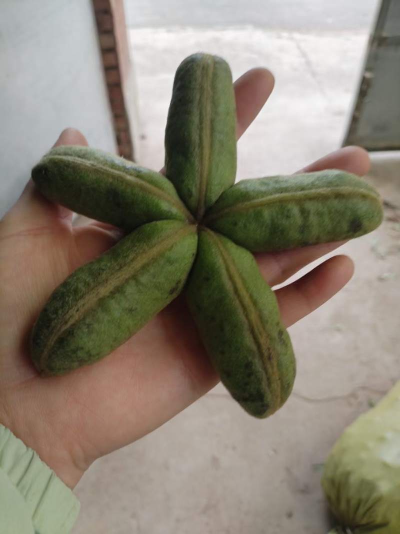 甘肃紫斑牡丹籽