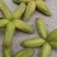 甘肃紫斑牡丹籽