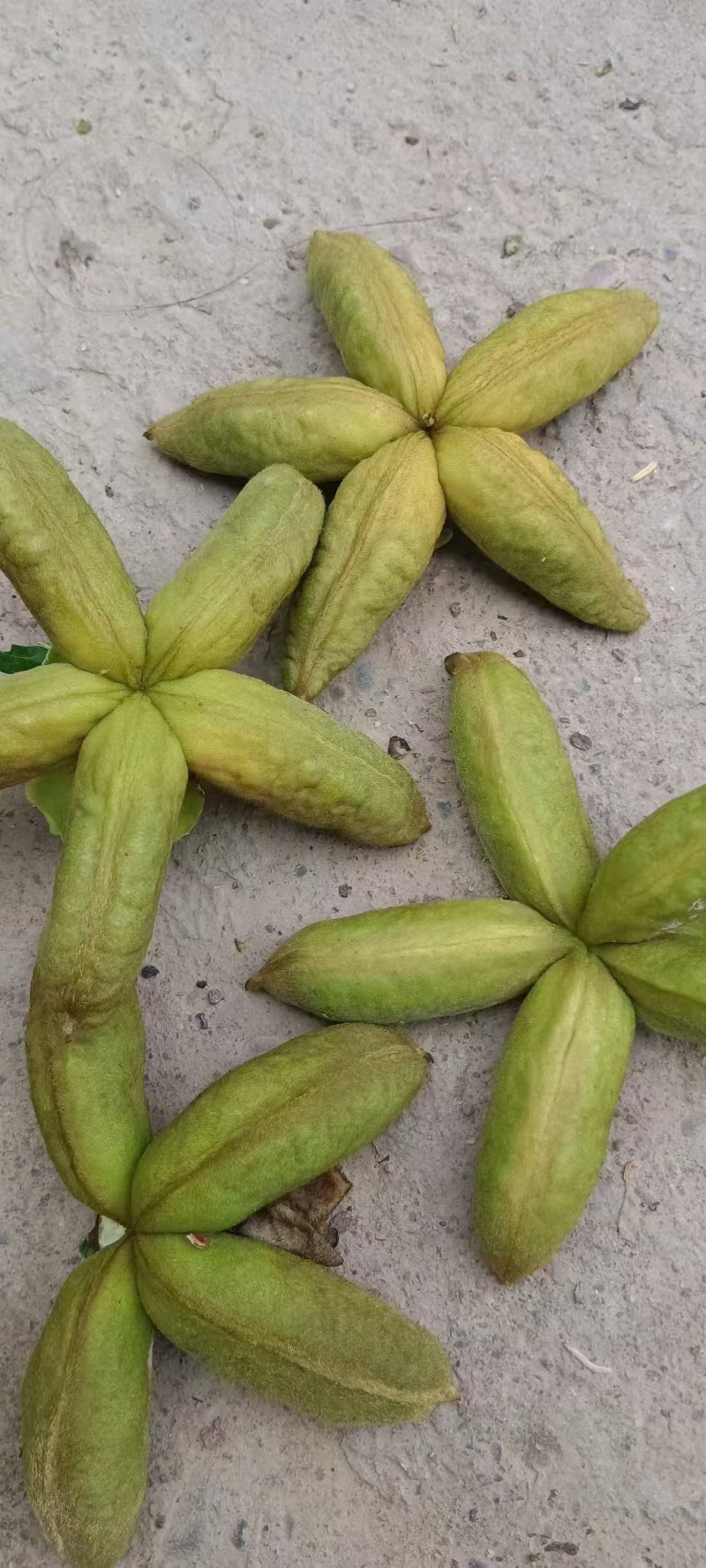 甘肃紫斑牡丹籽