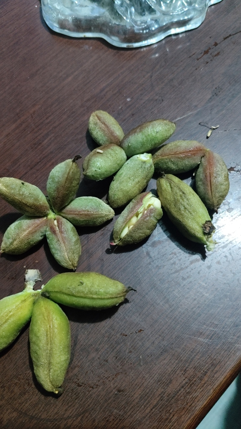 甘肃紫斑牡丹籽