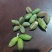 甘肃紫斑牡丹籽