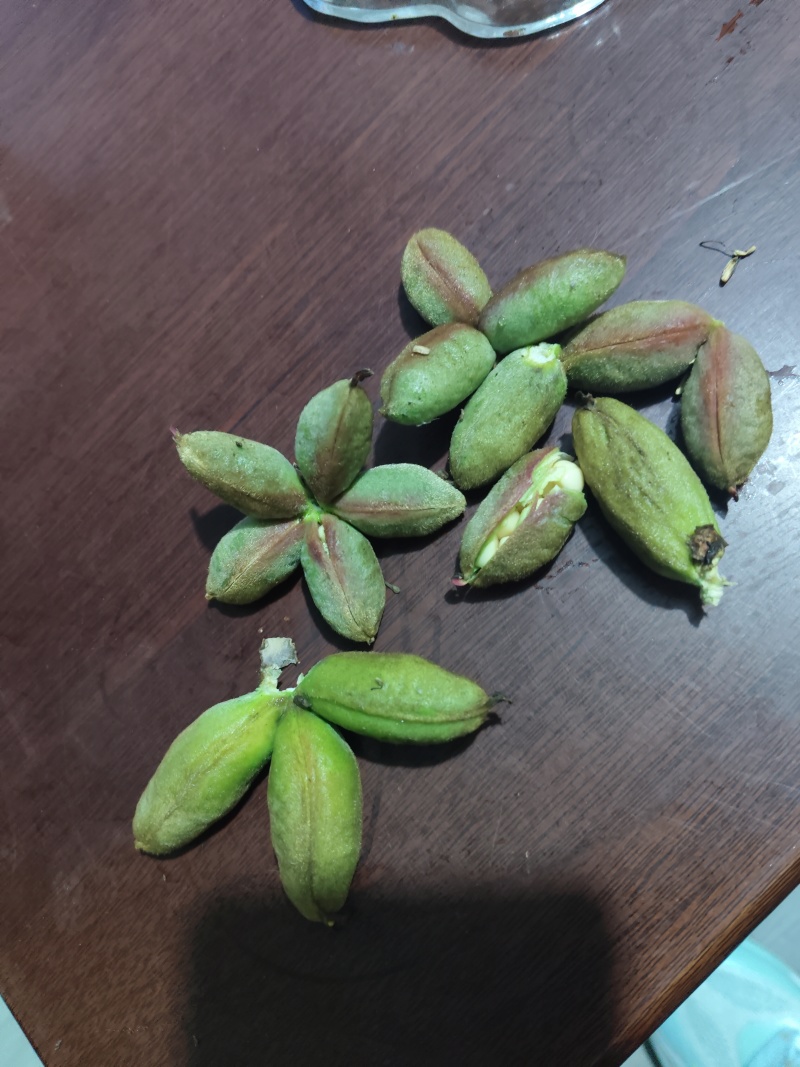 甘肃紫斑牡丹籽