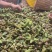 甘肃紫斑牡丹籽