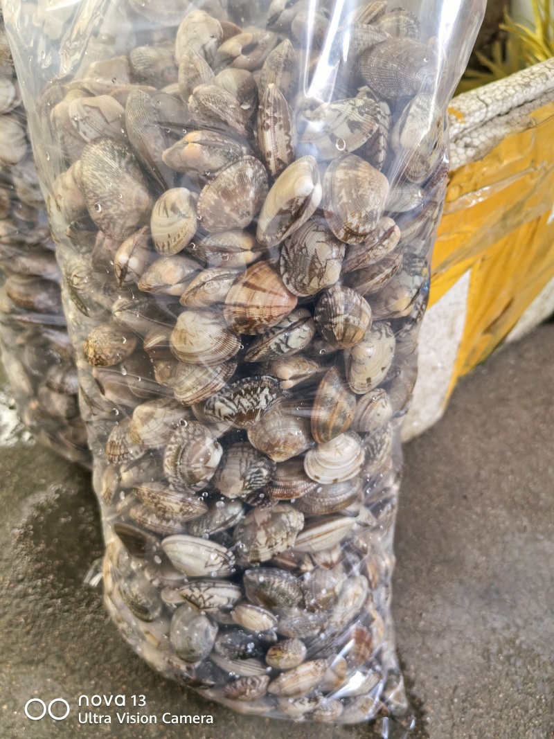 连云港无沙花蛤花甲麻辣小海鲜****