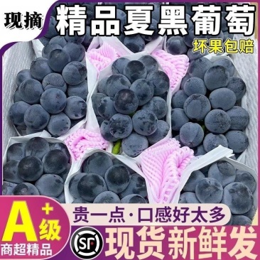 产地直供河北石家庄京亚葡萄对接电商下线批发市场诚信代办