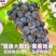 产地直供河北石家庄京亚葡萄对接电商下线批发市场诚信代办