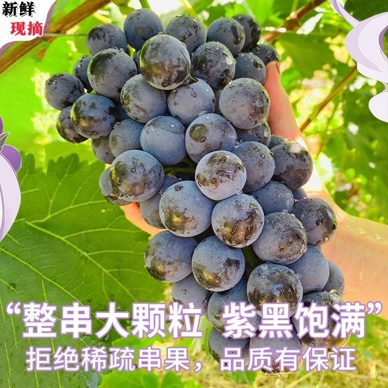 产地直供河北石家庄京亚葡萄对接电商下线批发市场诚信代办
