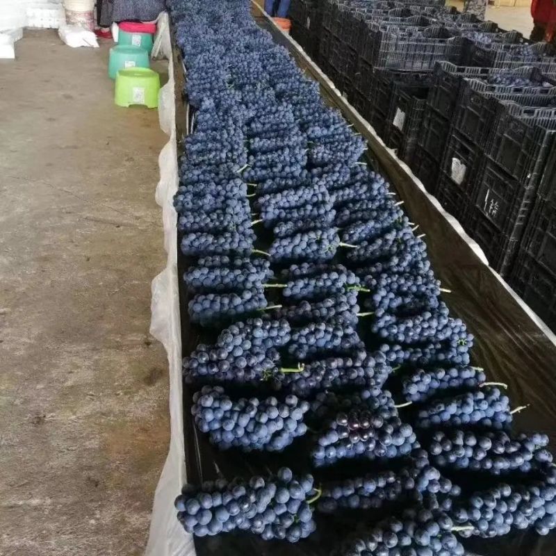 产地直供河北石家庄京亚葡萄对接电商下线批发市场诚信代办