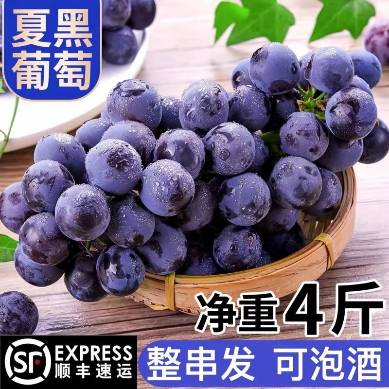 产地直供河北石家庄京亚葡萄对接电商下线批发市场诚信代办